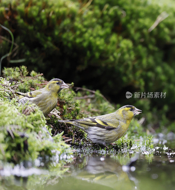 欧亚Siskin (Carduelis spinus)雄饮